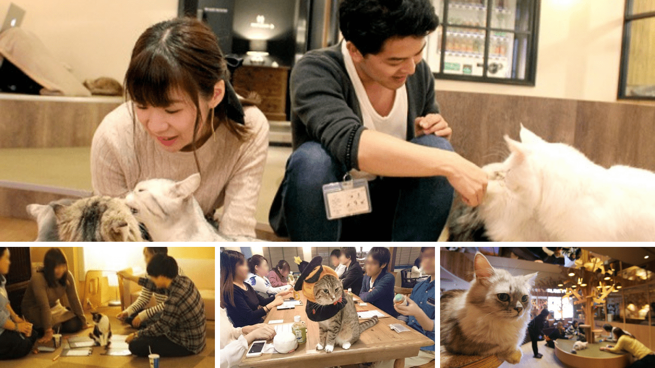 要注意 猫カフェ街コンが癒し空間での出会いの場にならない理由 街コン戦略室